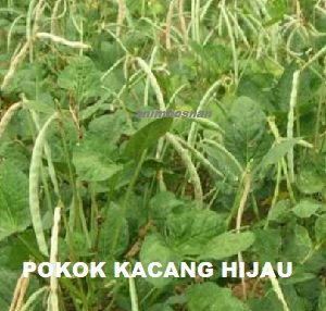 MENANAM KACANG HIJAU – BAGAIMANA?