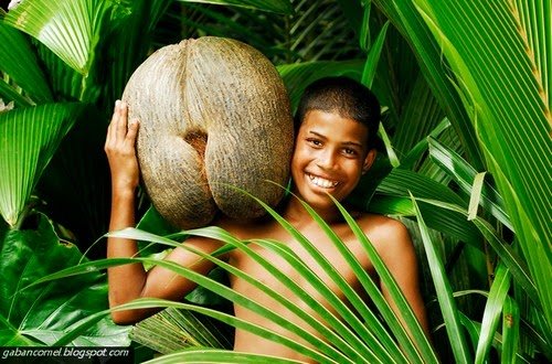 Buah Kelapa Terbesar di Dunia.