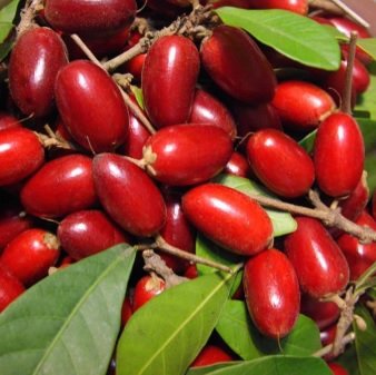 POKOK AJAIB – BUAH AJAIB