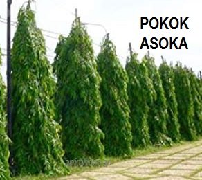 POKOK ASOKA – APA DAN KEGUNAANNYA