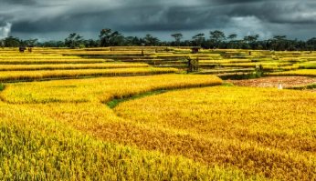 JENIS-JENIS PADI POPULAR INDONESIA