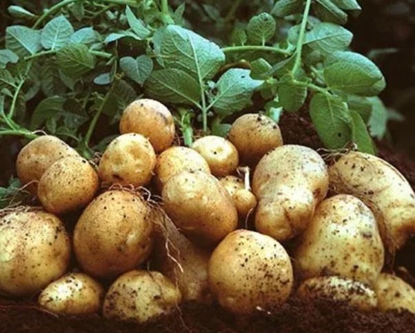 TANAMAN KENTANG – TEKNOLOGI (Part 1)