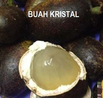 BUAH KRISTAL – APA DIA?