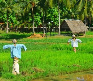 PADI PULUT POTENSI DI LANGKAWI