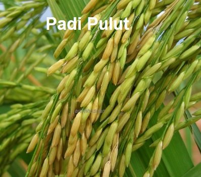 VARIETI PADI PULUT – KENALI DIA