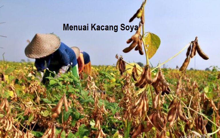 KACANG SOYA (Part 6) – PENUAIAN HASIL