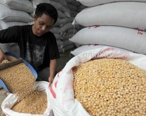 KACANG SOYA (Part 7) – ANALISA EKONOMI
