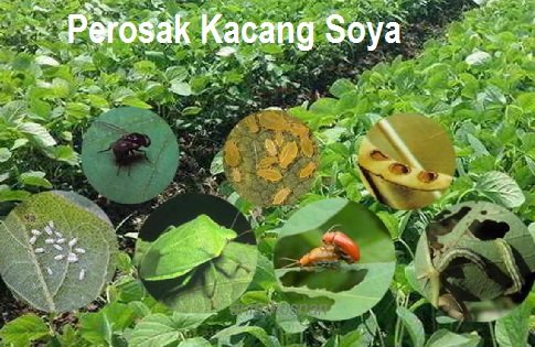 KACANG SOYA (Part 5) – PEROSAK DAN PENYAKIT