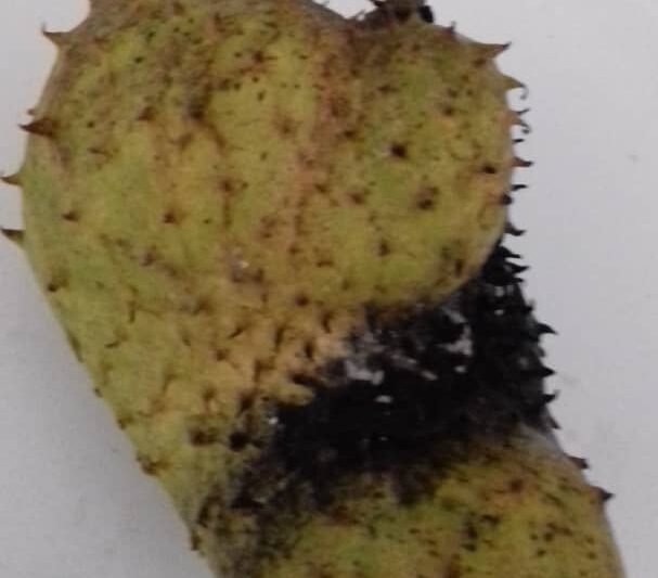 Buah Pertama Durian Belanda Sudah Masak