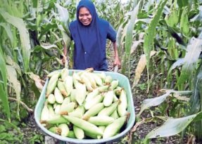 USAHAWAN DI TKPM TITI GANTUNG