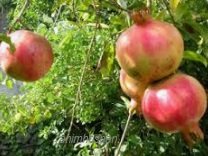 BUAH DELIMA – APA HEBATNYA