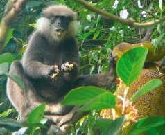 KAWALAN MONYET – ADA BANYAK CARA