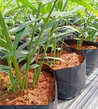 HALIA FERTIGASI – SATU INOVASI