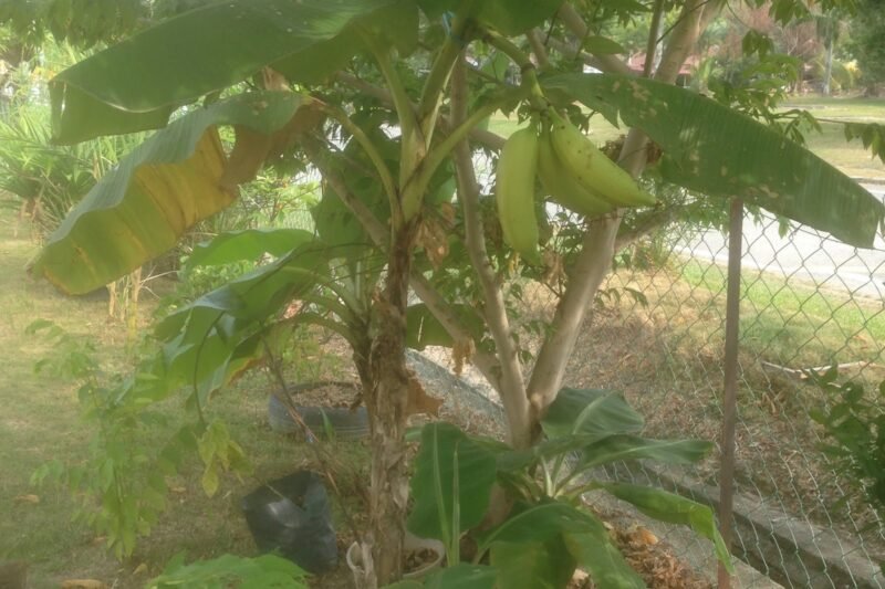 Tuaian Pisang Tanduk Kerdil