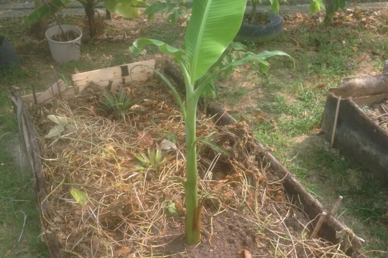 Alihkan Pokok Pisang Nangka Ke Batas Tumbun