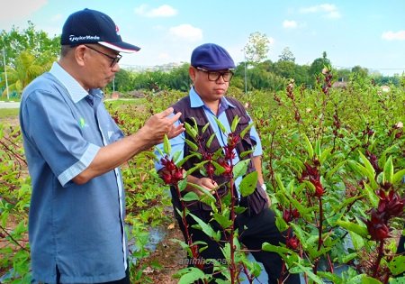TANAMAN ROSEL KOLEJ UNITI