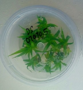 MAKMAL KULTUR TISU DI TAWAU