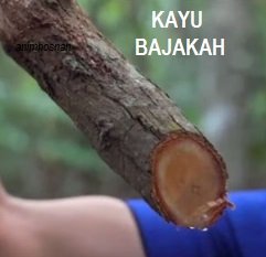 KAYU BAJAKAH – APA DIA?