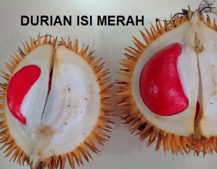 DURIAN MERAH DI SABAH – SATU TINJAUAN