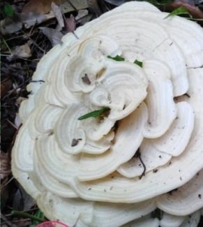 KULAT BESAR AFRIKA – UNIKNYA