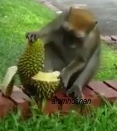 BELACAN KAWAL MONYET – INOVASI MUDAH