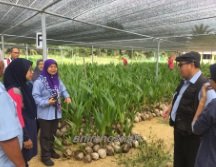 NURSERI KELAPA – APA DIA?