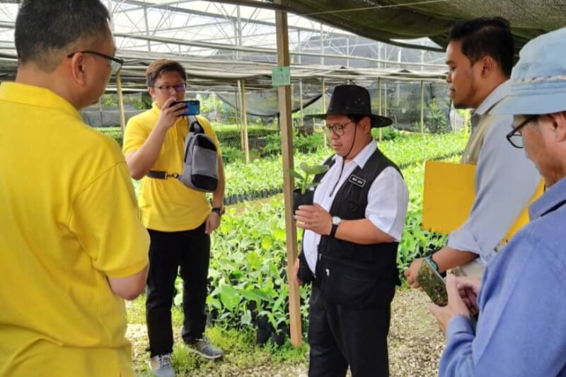 BENIH PISANG KULTUR TISU – MR BANANA