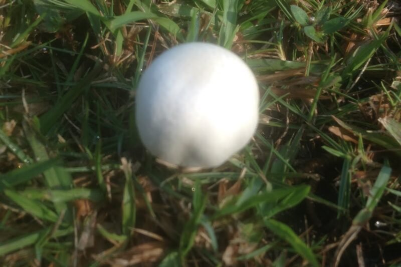 Cendawan Liar Lepas Hujan