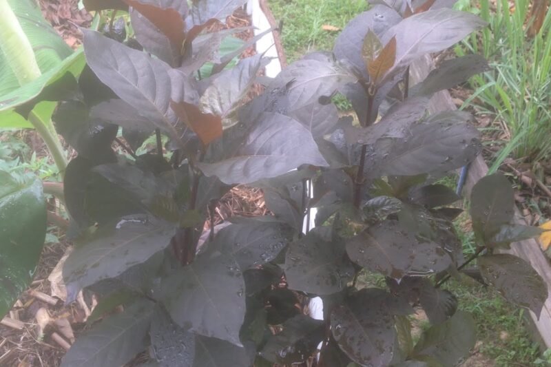 Pokok Puding Belacan / Puding Hitam