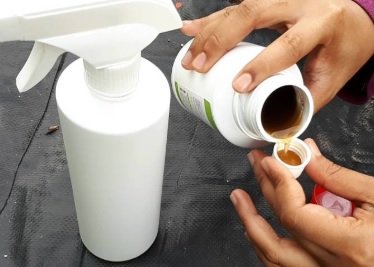 BAJA FOLIAR – CARA BERTINDAK