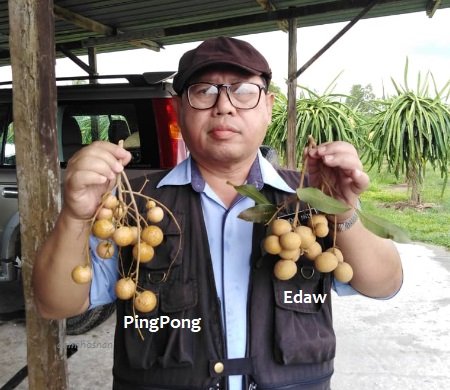 LONGAN EDAW dan PINGPONG DI MIRI