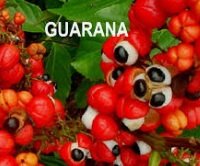GUARANA DI MALAYSIA – APA STATUS?