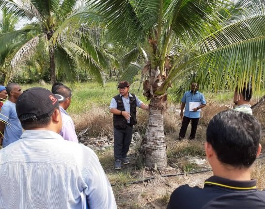 PROJEK KELAPA KG PASIR PUTIH, MARANG