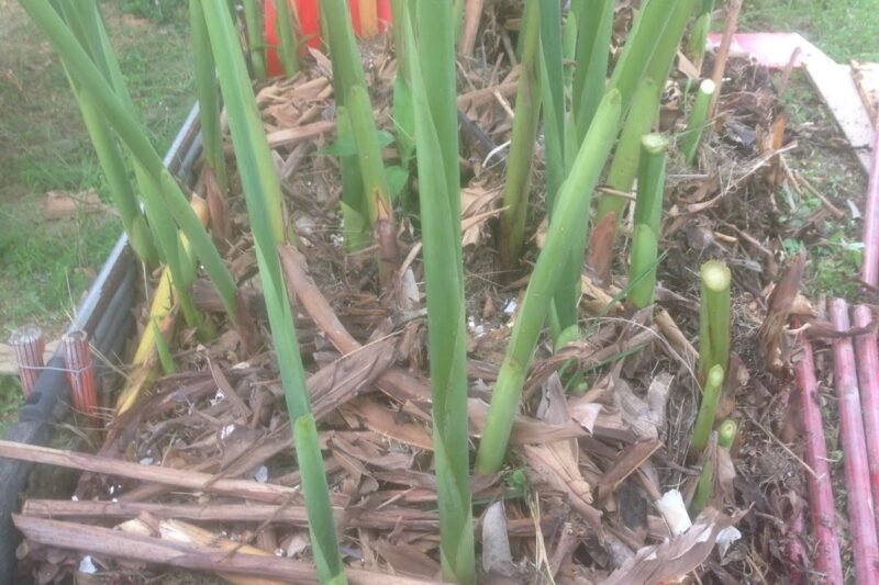 Laraskan Batas Timbun Pokok Kantan